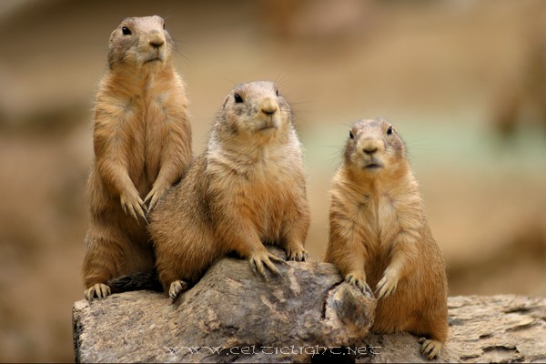 Three Prairie Dogs